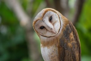 Tyto alba predator tikus di perkebunan sawit
