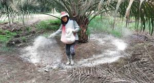 fungsi unsur hara pupuk sawit untuk tanaman kelapa sawit