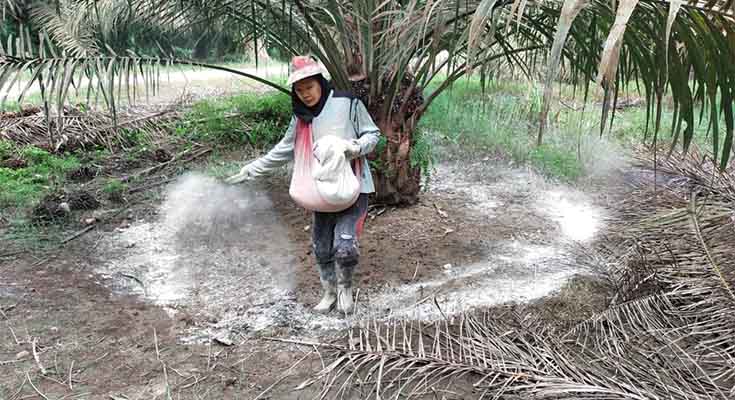 fungsi unsur hara pupuk sawit untuk tanaman kelapa sawit