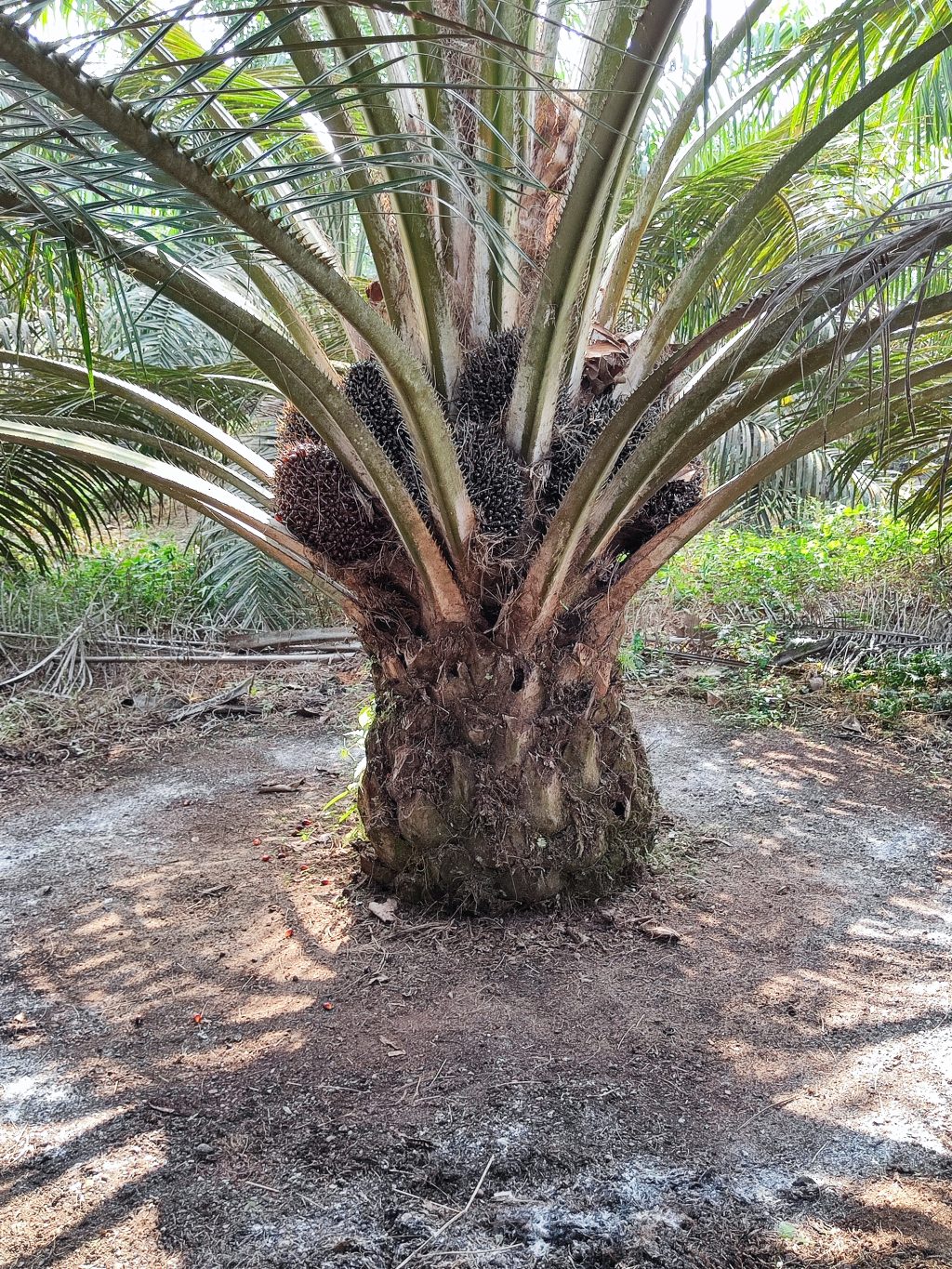 dosis pupuk kelapa sawit menghasilkan TM