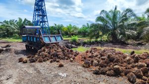 Peran Minyak Sawit, Peran Sawit, Produk Turunan Sawit