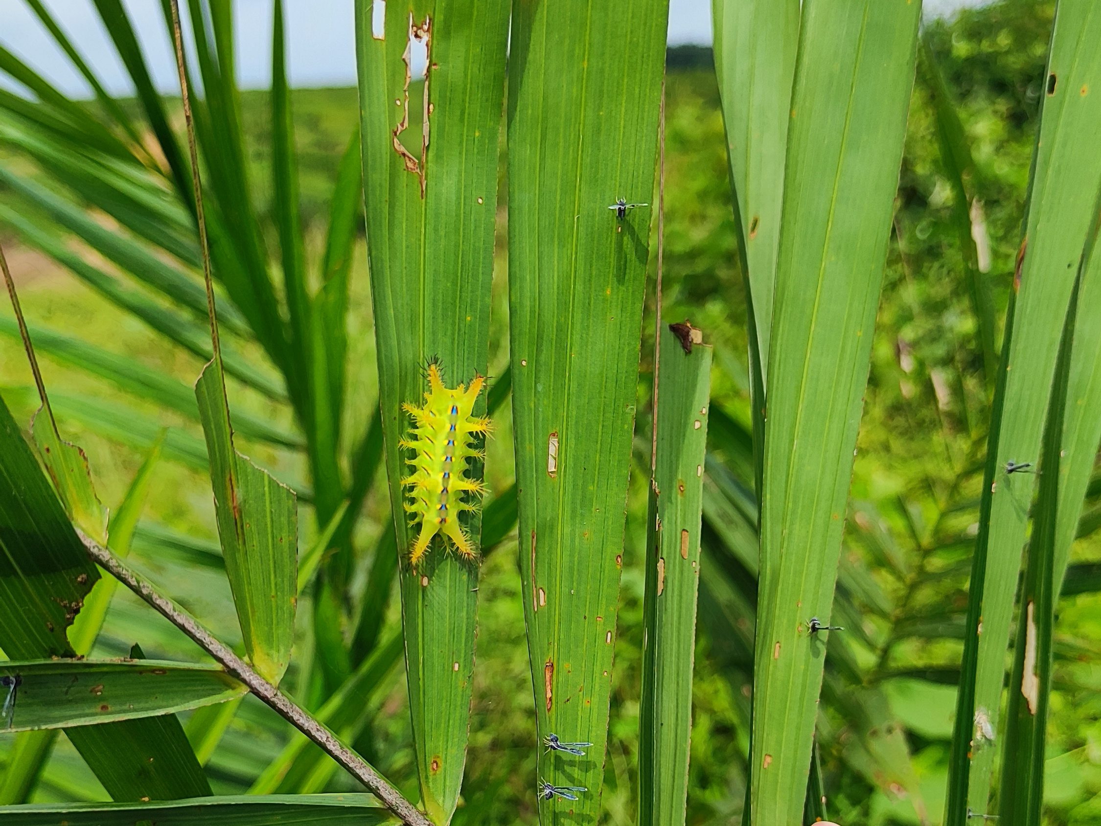 Ulat api kelapa sawit jenis Setora nitens dengan garis biru di punggung