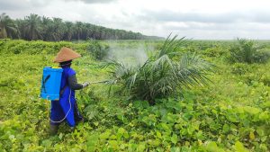 Petani kelapa sawit melakukan penyemprotan tanaman sebagai bagian dari pengendalian hama terpadu sawit