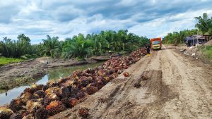 harga TBS sawit Riau Juli 2025