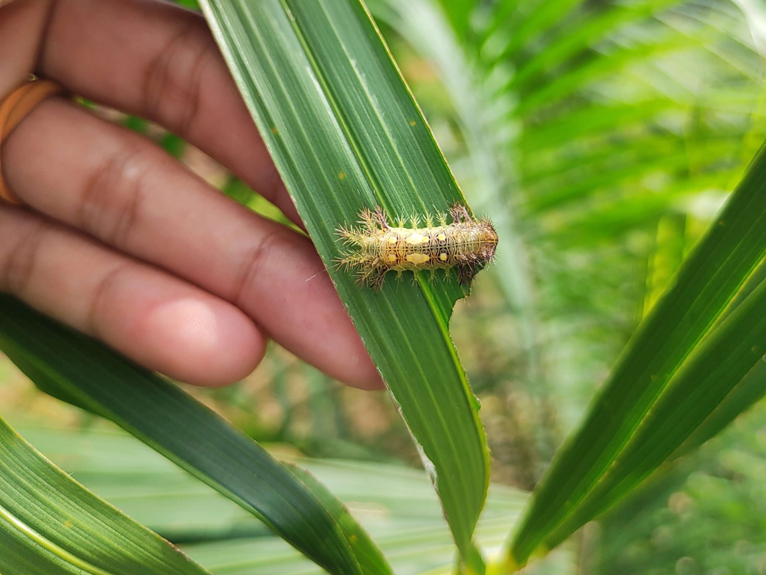 Ulat api kelapa sawit jenis Darna trima warna coklat dengan bercak jingga