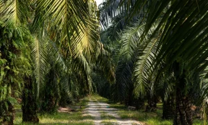 Perkembangan sawit Sumatera Utara 2001–2023 menurut BPS