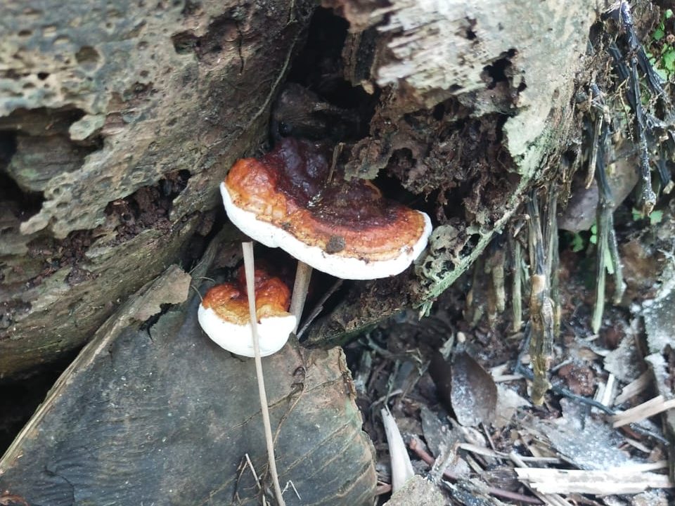 gejala ganoderma kelapa sawit
