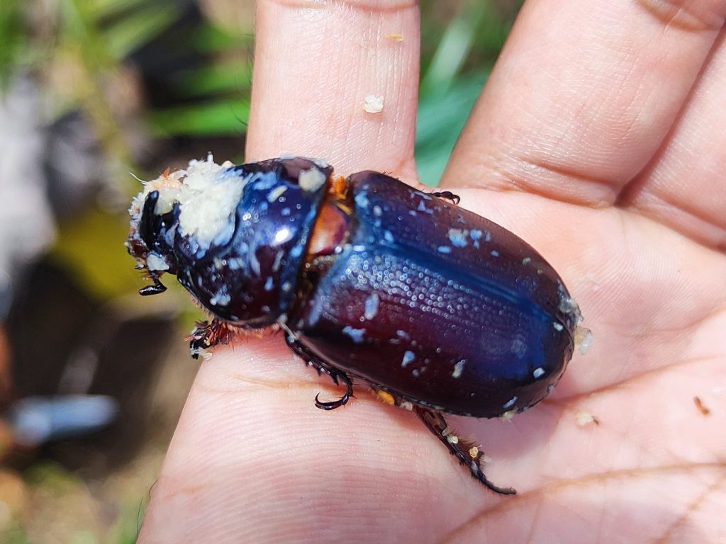 Oryctes rhinoceros di batang kelapa sawit