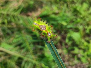 Ulat api kelapa sawit jenis Setora nitens dengan garis biru di punggung