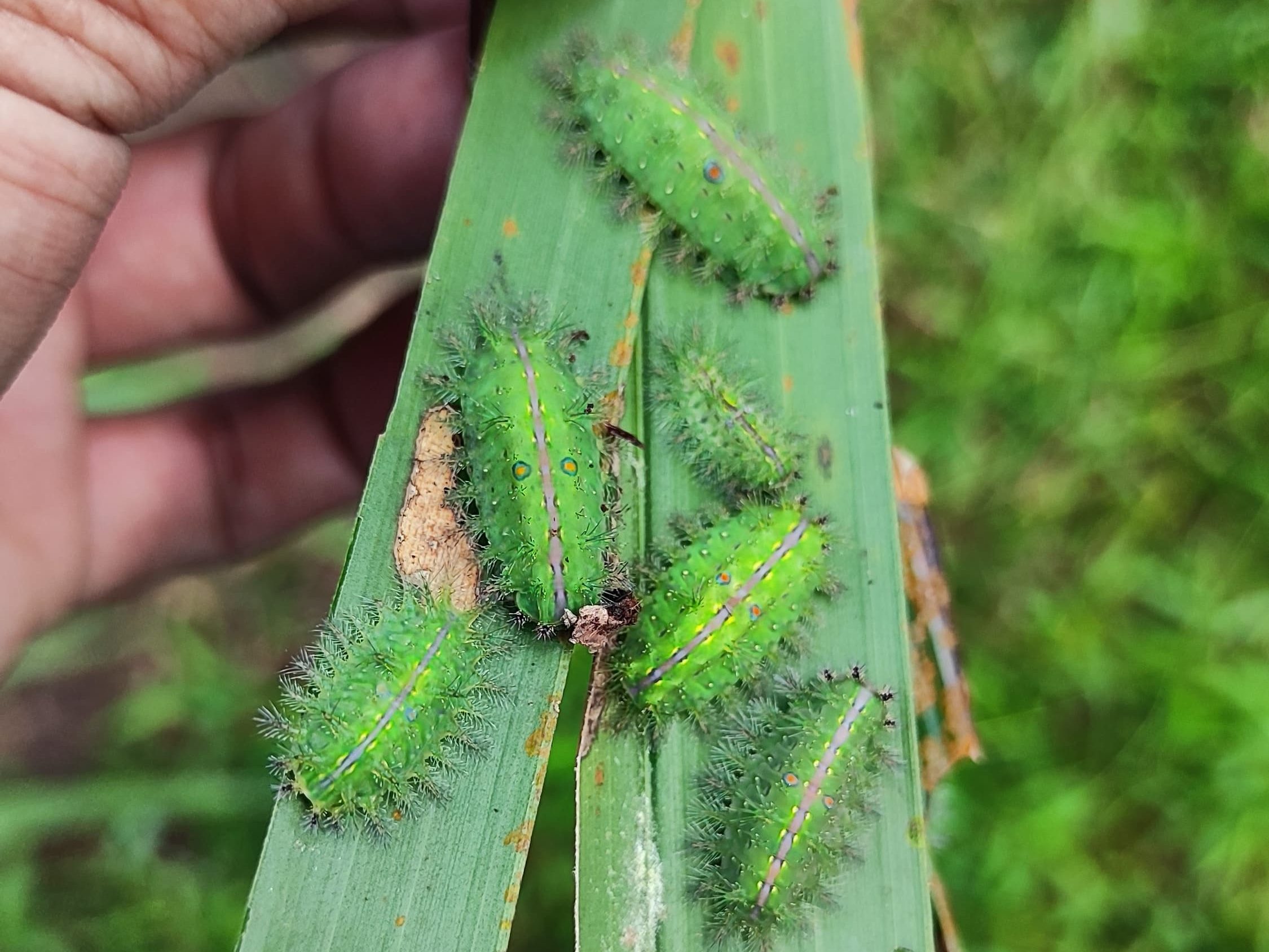 Ulat api kelapa sawit jenis Thosea vetusta berwarna hijau kecoklatan