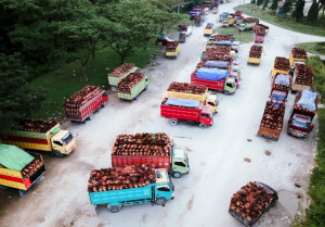 Produksi sawit dan komoditas perkebunan Indonesia 2024 data BPS