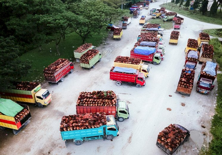 Produksi sawit dan komoditas perkebunan Indonesia 2024 data BPS