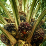 Produktivitas Sawit Indonesia: Faktor Penentu dan Tantangan ke Depan