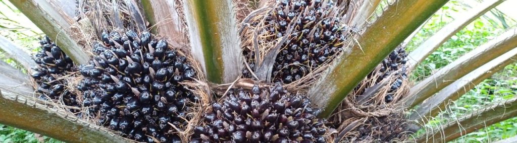 Minyak sawit merah kaya vitamin A dan E untuk kesehatan anak