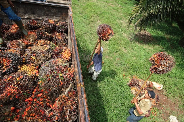 Peta sebaran kebun sawit pemerintah di Indonesia berdasarkan data BPS 2023