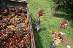 Ilustrasi kompleksitas EUDR yang mempengaruhi rantai pasok minyak sawit global dan nasib petani sawit