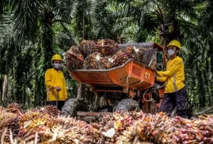 Petani sawit sedang memanen buah kelapa sawit di perkebunan, bukti minyak sawit paling sustainable dibanding minyak nabati lain