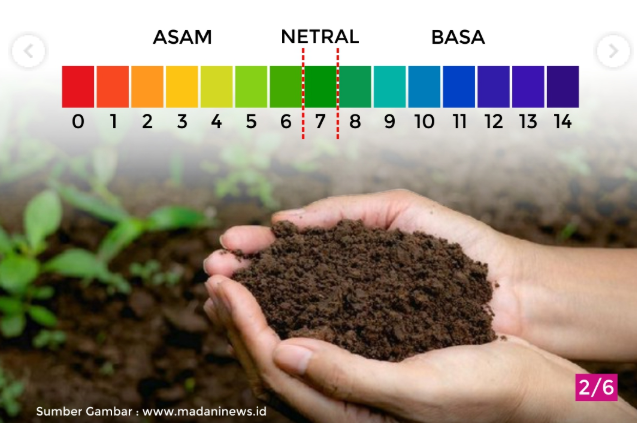 pH tanah kelapa sawit dan pengaruhnya terhadap pertumbuhan tanaman
