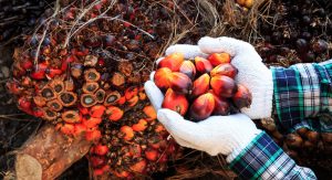 Perkembangan kebun sawit rakyat di Indonesia berdasarkan data BPS