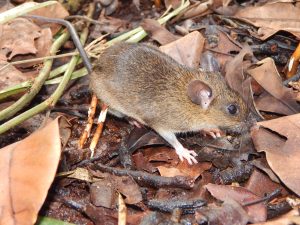 Rattus tiomanicus, spesies tikus hama utama pada perkebunan kelapa sawit