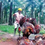 Gap Produktivitas Sawit: Swasta Unggul, Rakyat Tertinggal, Apa Solusinya?