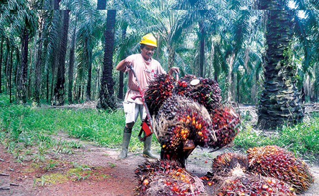 gap produktivitas sawit antara swasta, rakyat, dan pemerintah