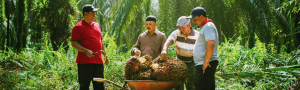 kemitraan perkebunan sawit rakyat