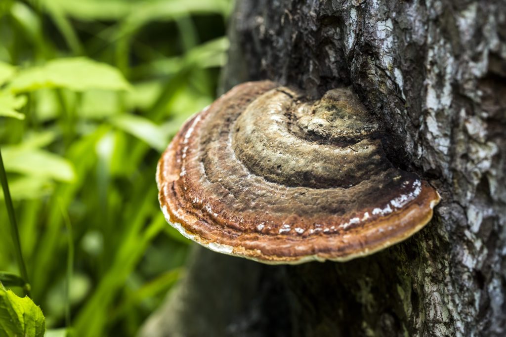 https://www.smart-tbk.com/ganoderma-101-musuh-kelapa-sawit-yang-perlu-anda-kenali/