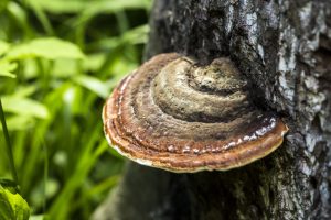 https://www.smart-tbk.com/ganoderma-101-musuh-kelapa-sawit-yang-perlu-anda-kenali/