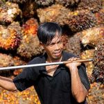 konsumsi minyak sawit untuk India dan dampaknya bagi petani Indonesia