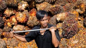 konsumsi minyak sawit untuk India dan dampaknya bagi petani Indonesia
