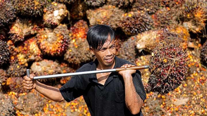 konsumsi minyak sawit untuk India dan dampaknya bagi petani Indonesia
