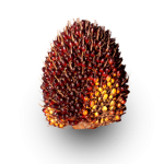 Panduan Lengkap: Info Varietas dan Cara Pesan Benih Sawit DxP Sriwijaya