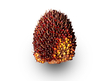 benih sawit DxP Sriwijaya