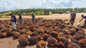 Petani memanen kelapa sawit di Papua