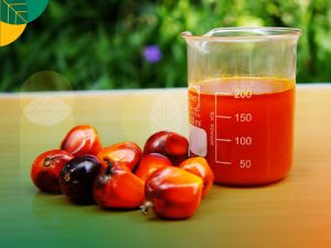 Minyak makan merah, inovasi sawit bernutrisi tinggi