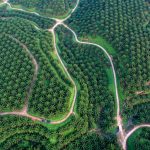 Socfindo: Inovasi & Keberlanjutan di Sawit dan Karet Indonesia