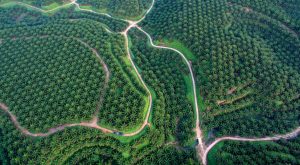 Perkebunan sawit Socfindo di Sumatera Utara dengan praktik keberlanjutan