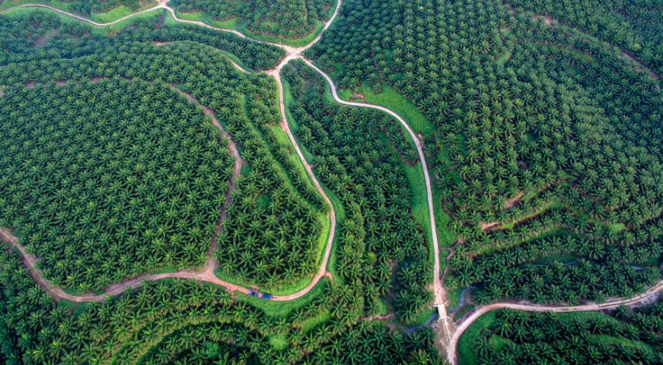 Perkebunan sawit Socfindo di Sumatera Utara dengan praktik keberlanjutan