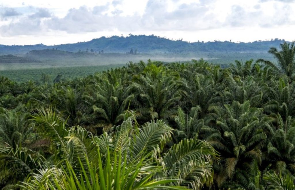 Petani sawit memanen kelapa sawit di perkebunan berkelanjutan, Indonesia