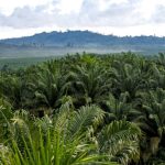 Perkebunan Sawit dan Lingkungan: Tantangan & Peluang Berkelanjutan